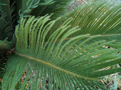 [One frond with its center stem snakes through the image. Approximately 60 individual skinny leaves emanate from it.]